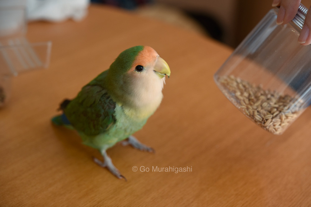 f:id:photosgo:20180604133432j:image f:id:photosgo:20180604133432j:image