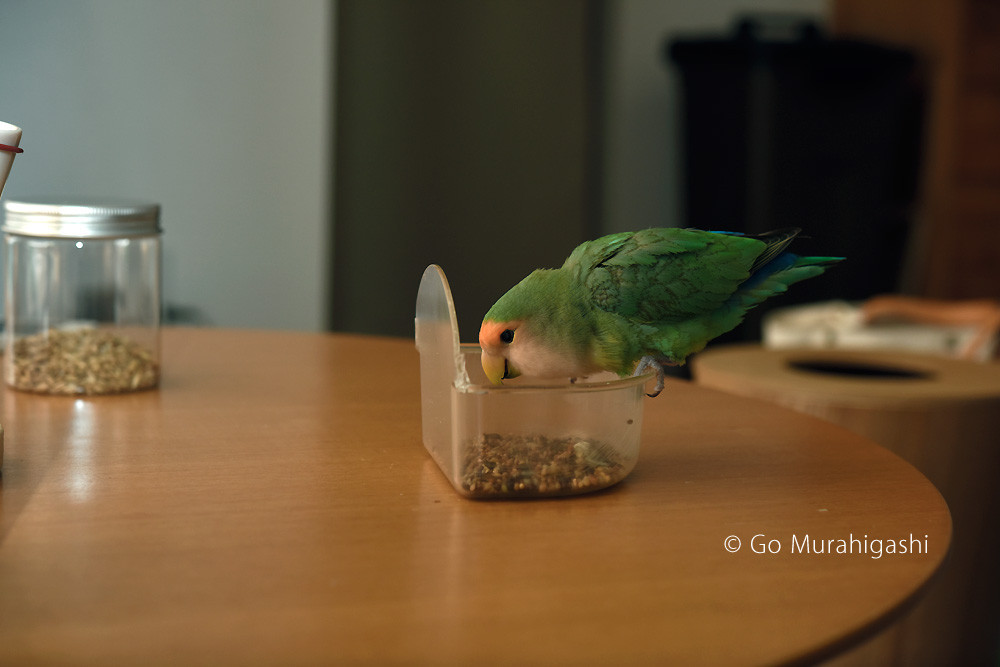 f:id:photosgo:20180629144751j:image
