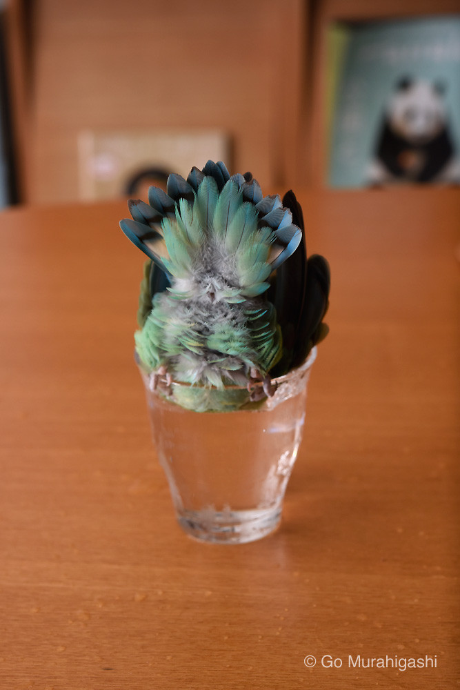 f:id:photosgo:20180702112007j:image