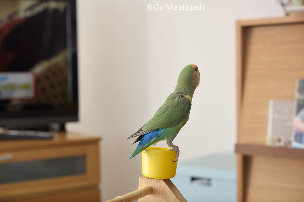 f:id:photosgo:20181003104324j:image