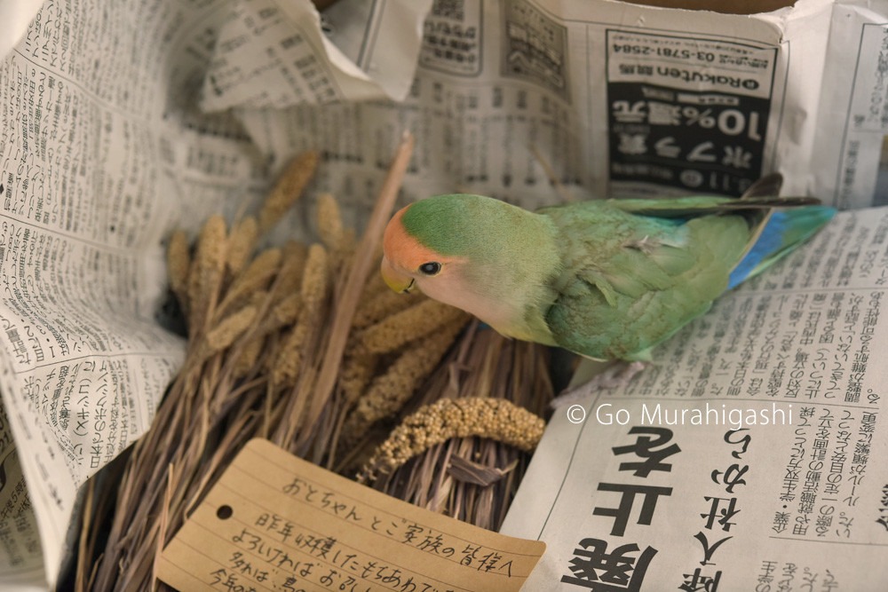 f:id:photosgo:20181023215738j:image