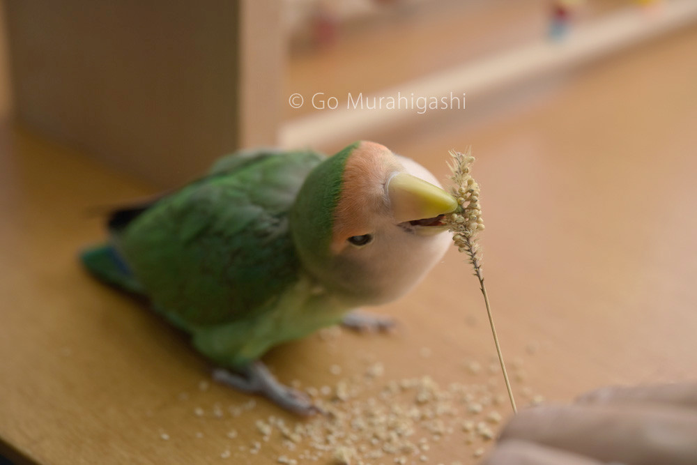 f:id:photosgo:20181023215745j:image