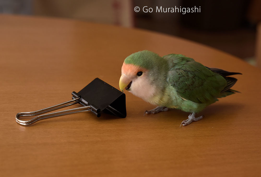 f:id:photosgo:20190117222500j:plain f:id:photosgo:20190117222500j:plain