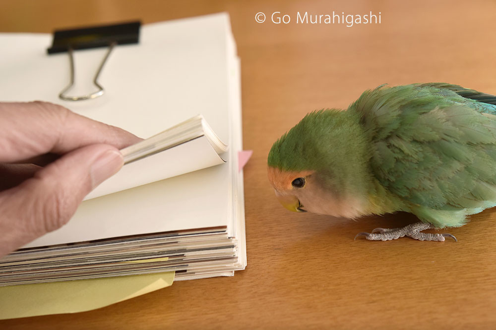 f:id:photosgo:20190117222533j:plain f:id:photosgo:20190117222533j:plain