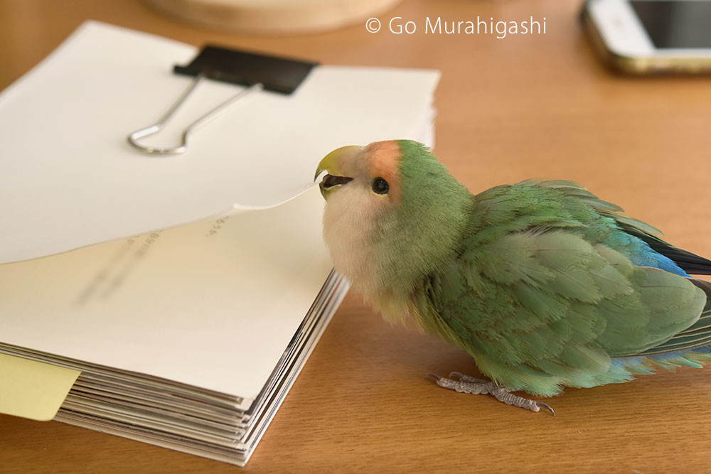 f:id:photosgo:20190117222613j:plain f:id:photosgo:20190117222613j:plain