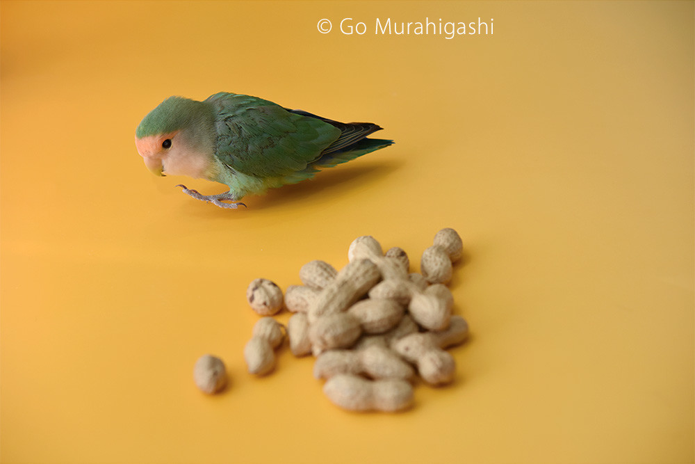 f:id:photosgo:20190203220116j:plain