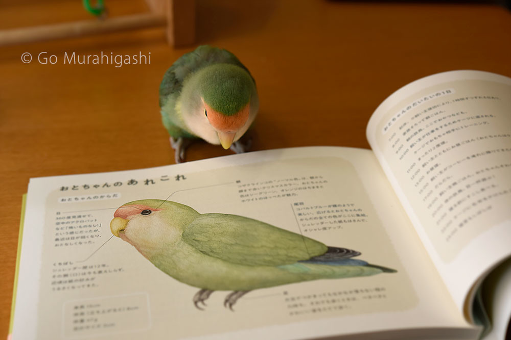 f:id:photosgo:20190225202053j:plain