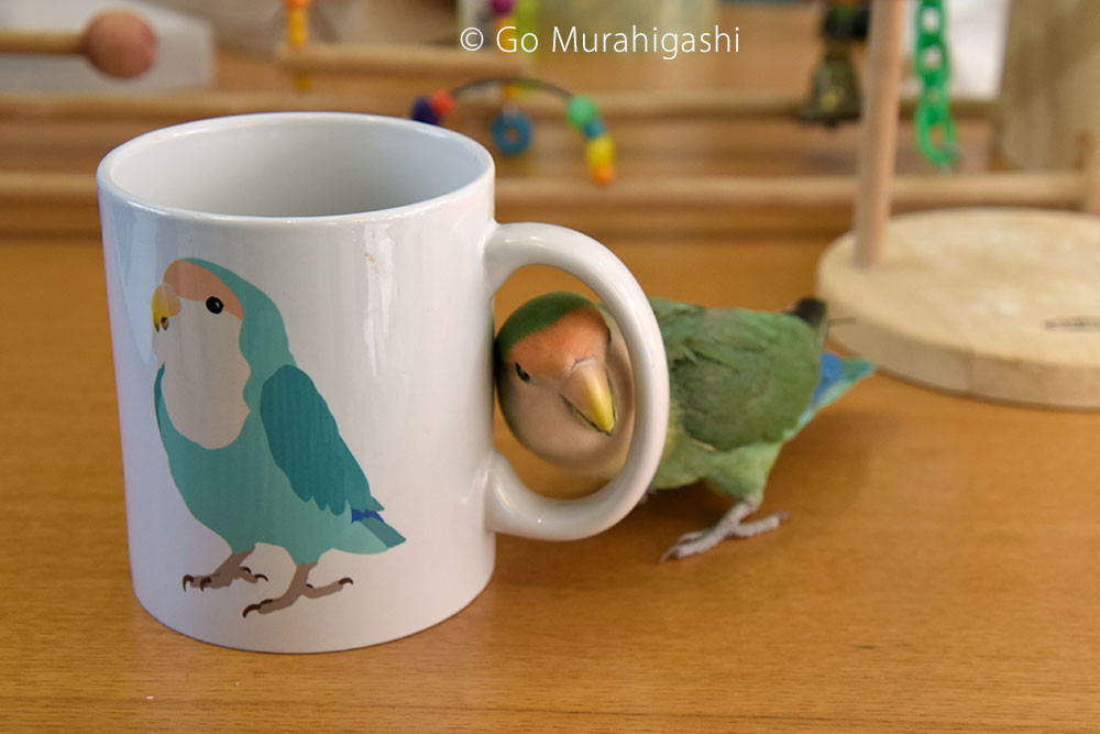 f:id:photosgo:20190516204706j:plain