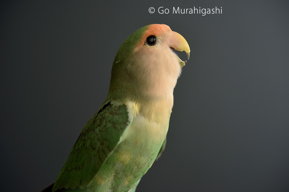 f:id:photosgo:20190809231011j:plain f:id:photosgo:20190809231011j:plain