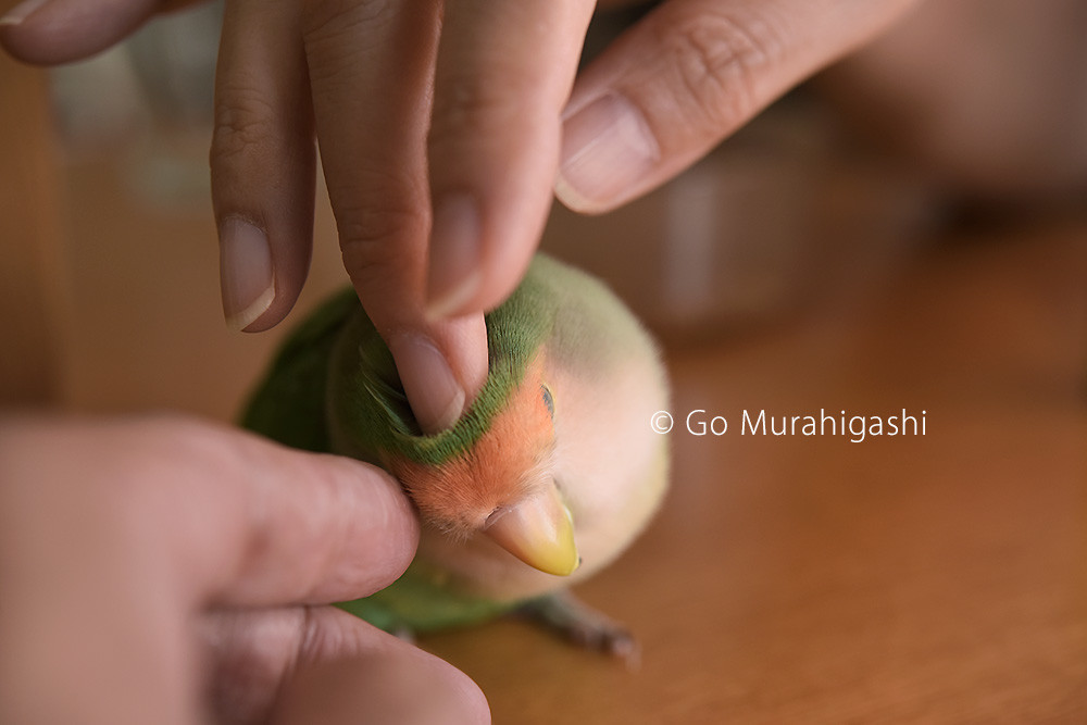 f:id:photosgo:20190824231915j:plain
