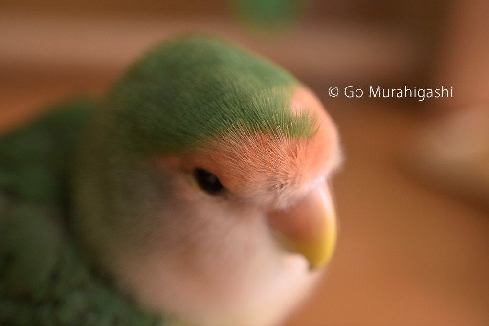 f:id:photosgo:20190824231952j:plain