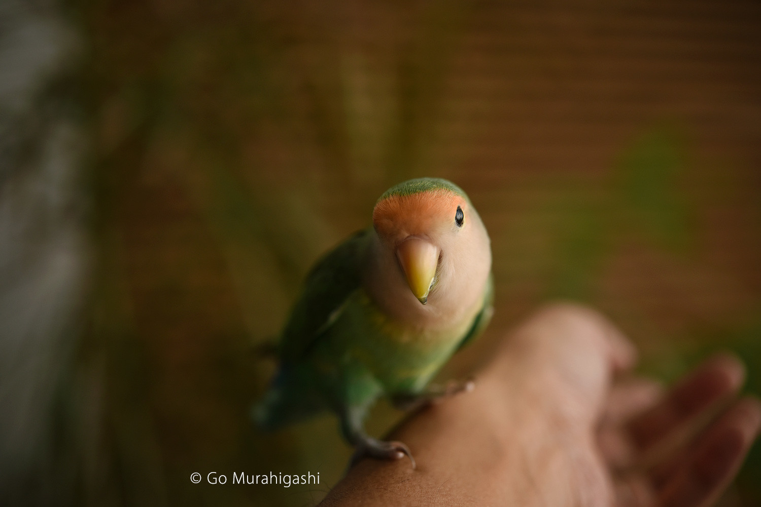 f:id:photosgo:20191002215133j:plain f:id:photosgo:20191002215133j:plain