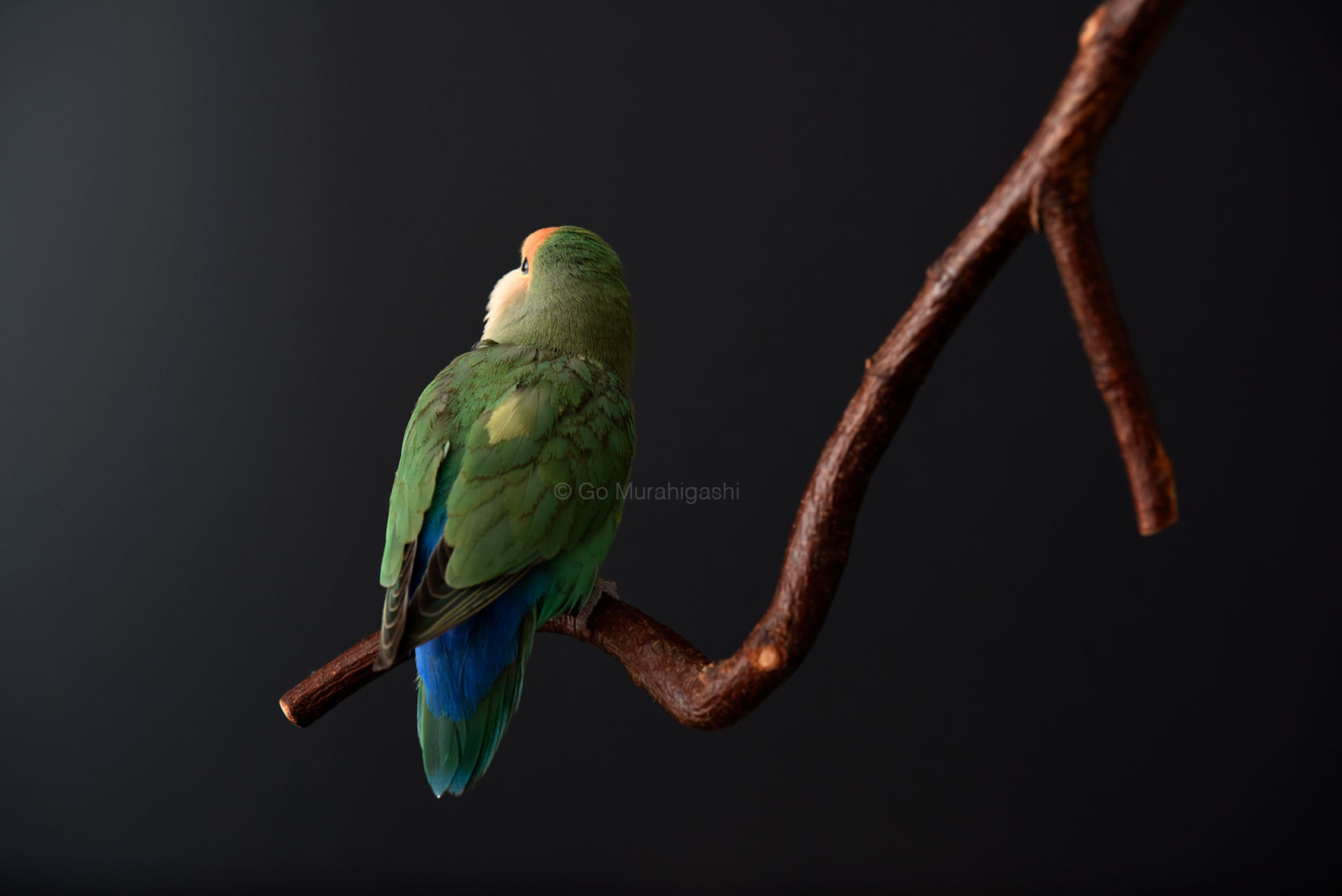 f:id:photosgo:20191025003206j:plain