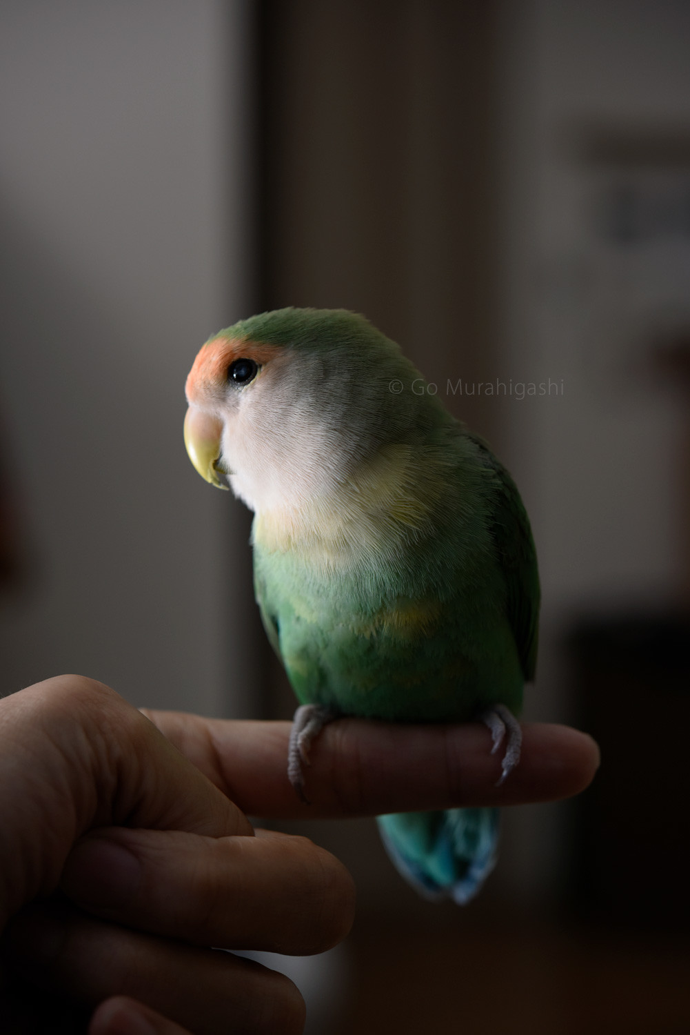 f:id:photosgo:20191230224740j:plain