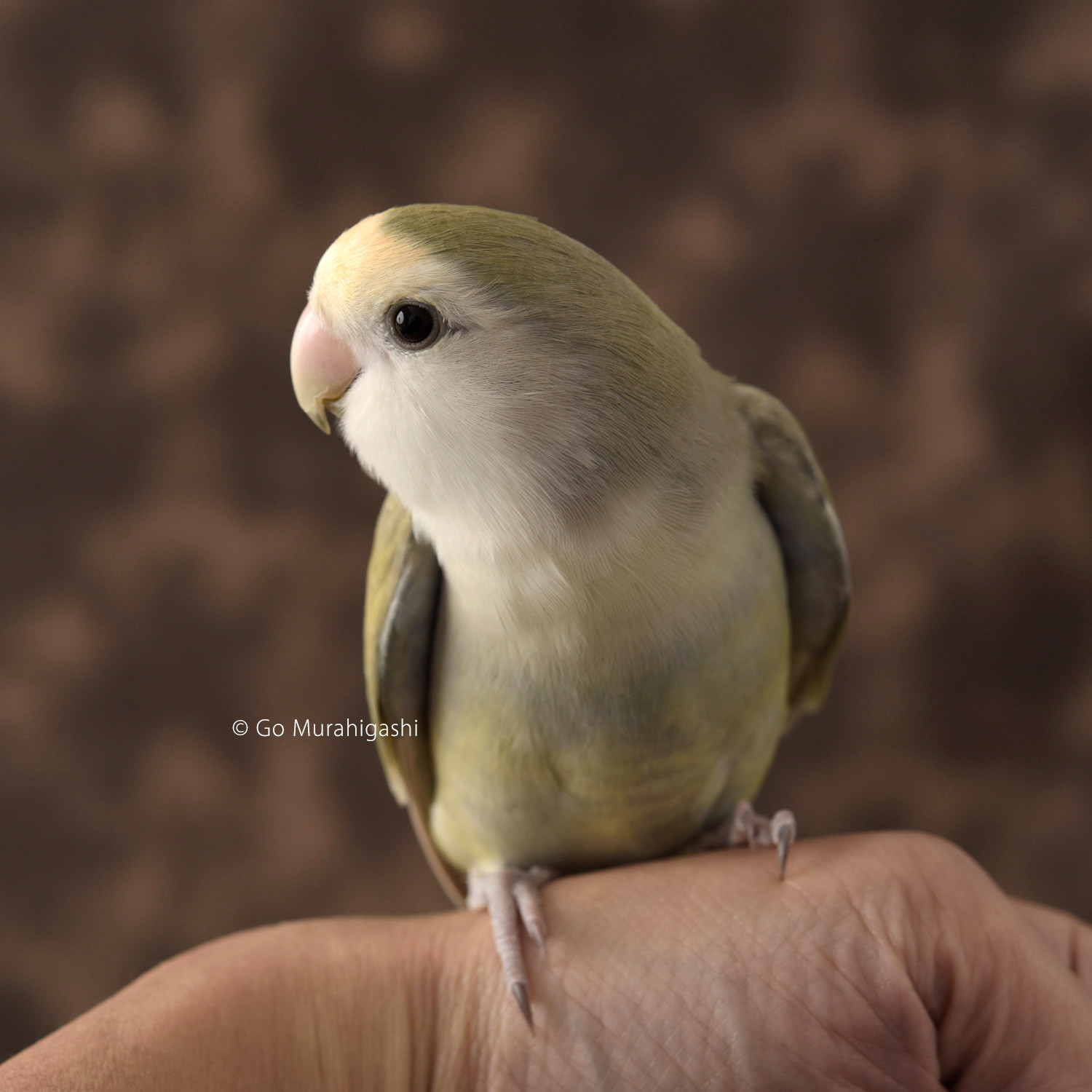 f:id:photosgo:20200310144018j:plain f:id:photosgo:20200310144018j:plain