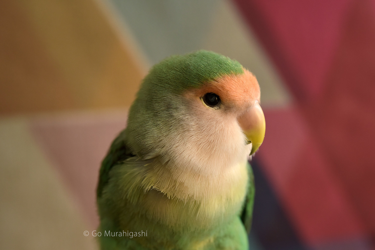 f:id:photosgo:20200418124502j:plain