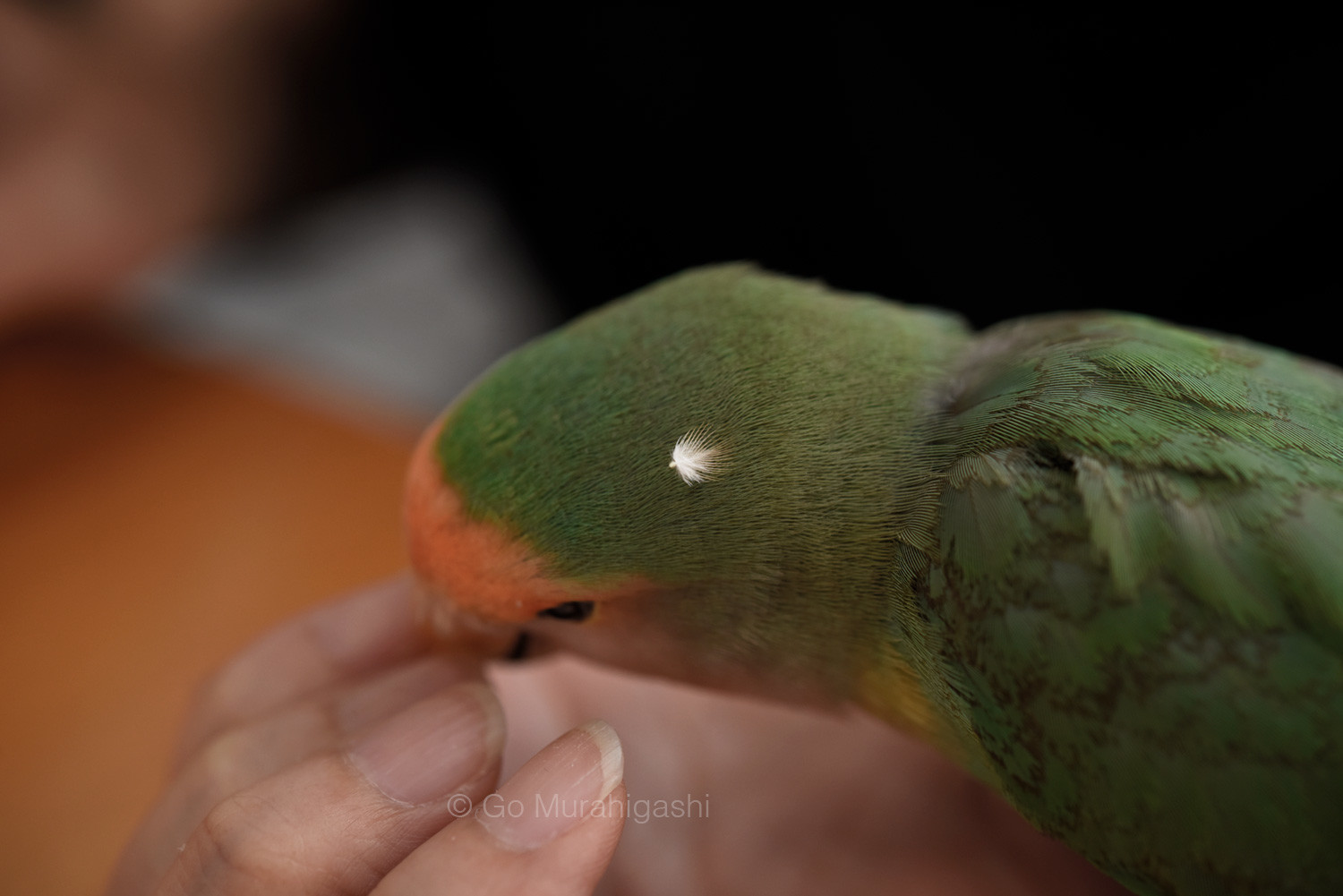 f:id:photosgo:20200608193245j:plain