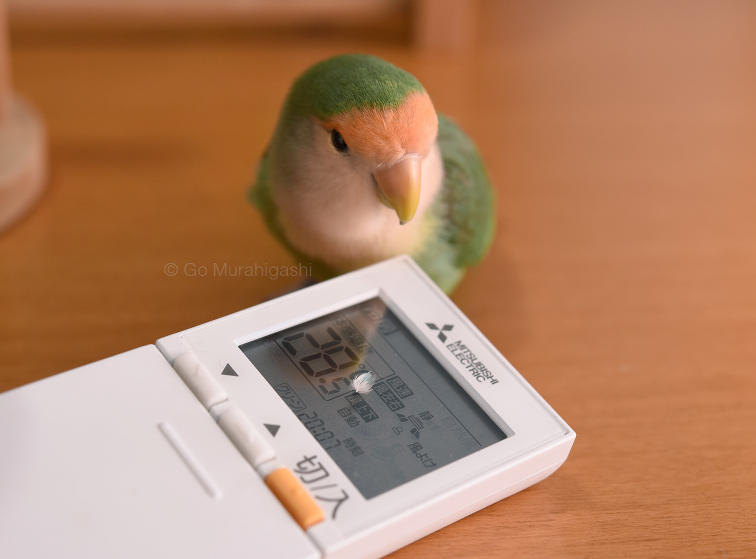 f:id:photosgo:20200624131638j:plain