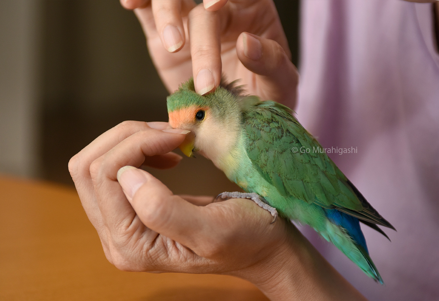 f:id:photosgo:20200728125631j:plain f:id:photosgo:20200728125631j:plain