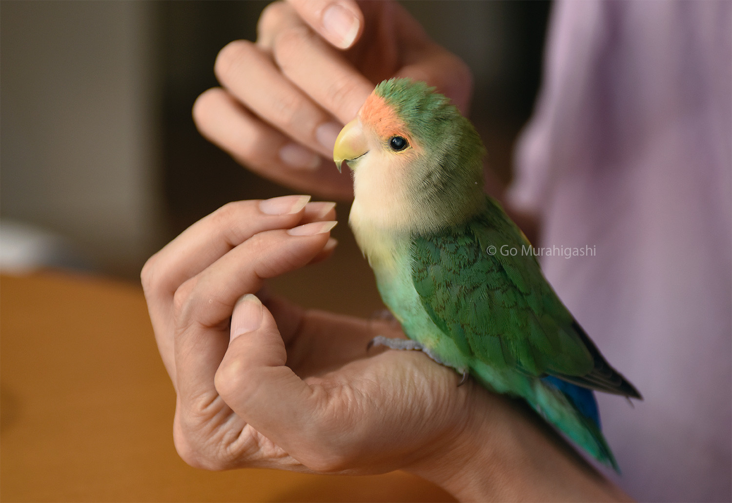 f:id:photosgo:20200728125657j:plain f:id:photosgo:20200728125657j:plain