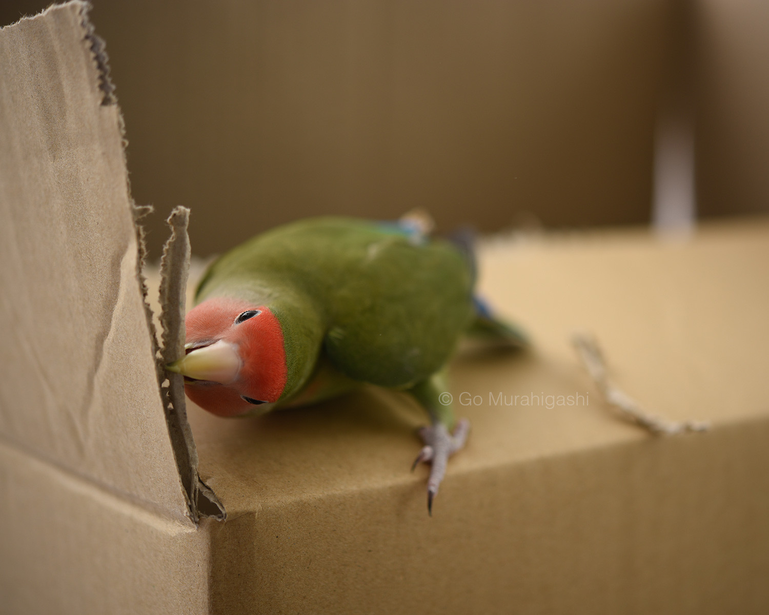 f:id:photosgo:20200923174418j:plain