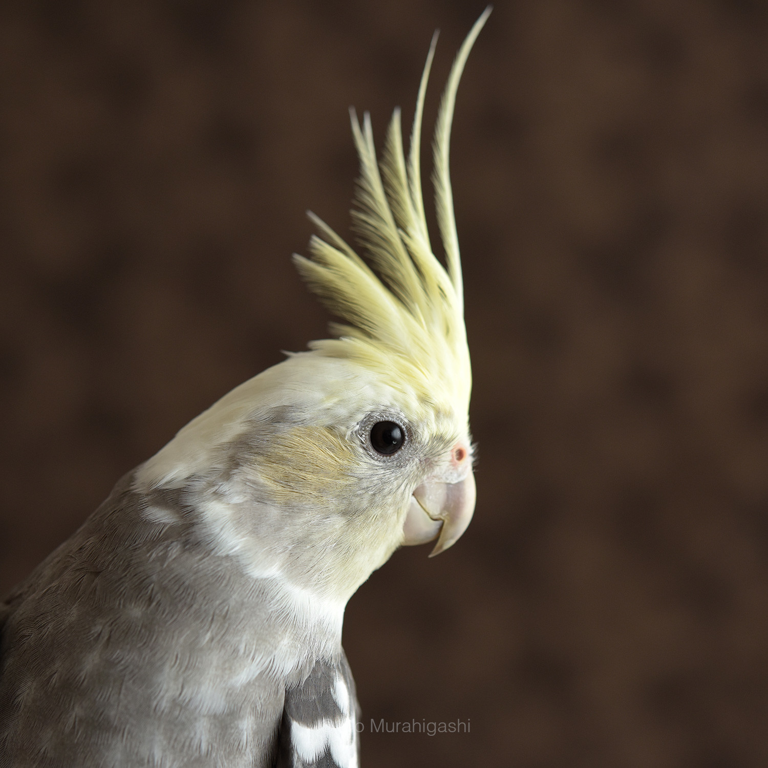 f:id:photosgo:20200930162236j:plain