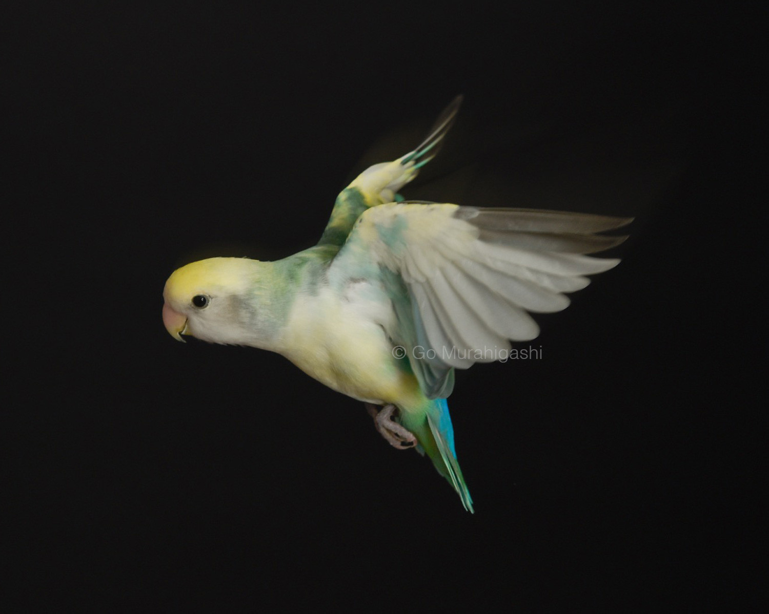 f:id:photosgo:20201126123643j:plain