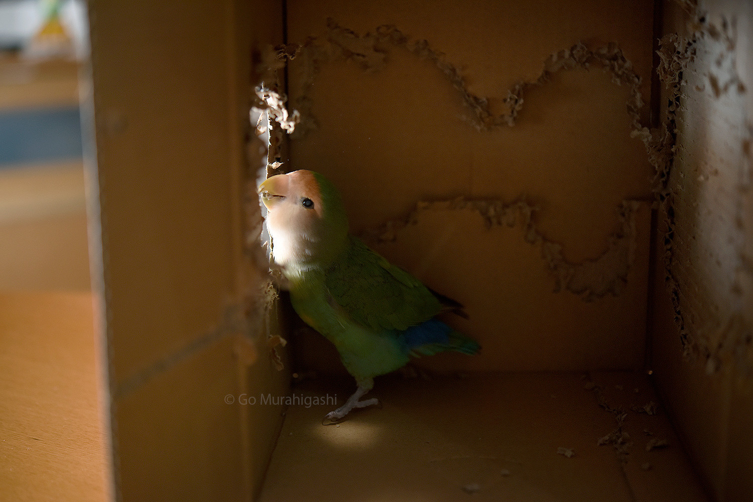 f:id:photosgo:20201217134304j:plain