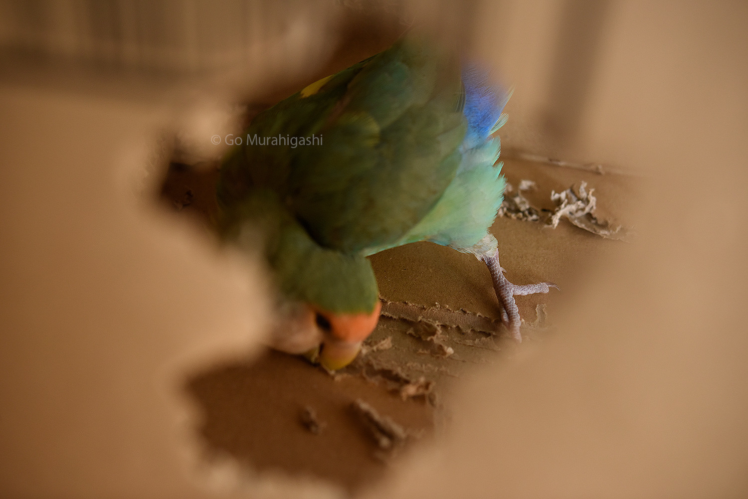 f:id:photosgo:20201217134400j:plain