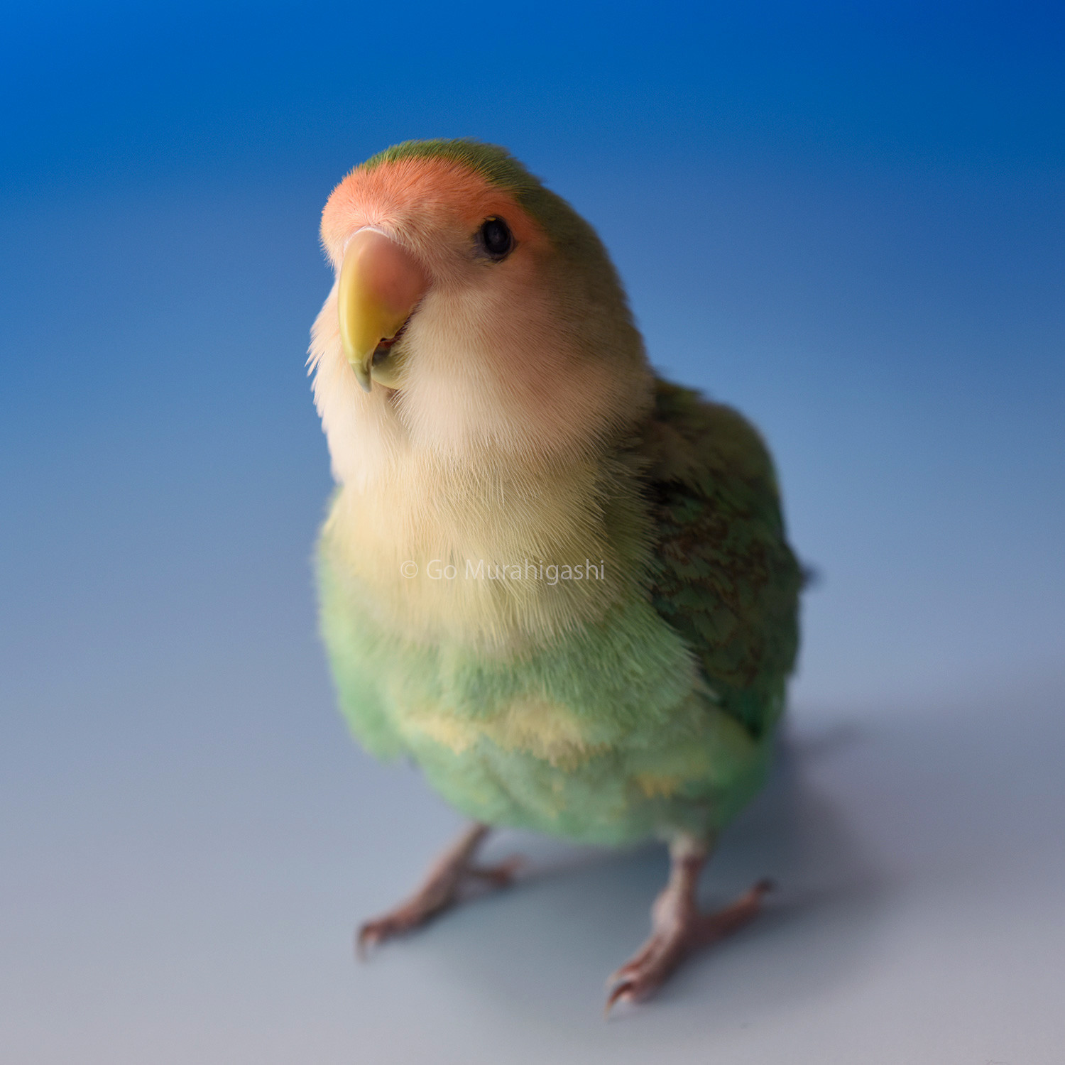 f:id:photosgo:20210109230203j:plain