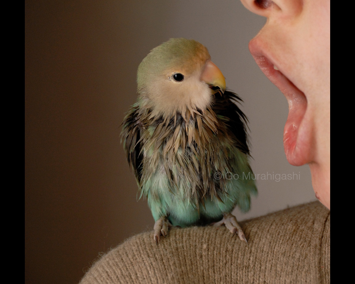ひなまつりだから ヒナ の写真 おとちゃんノート