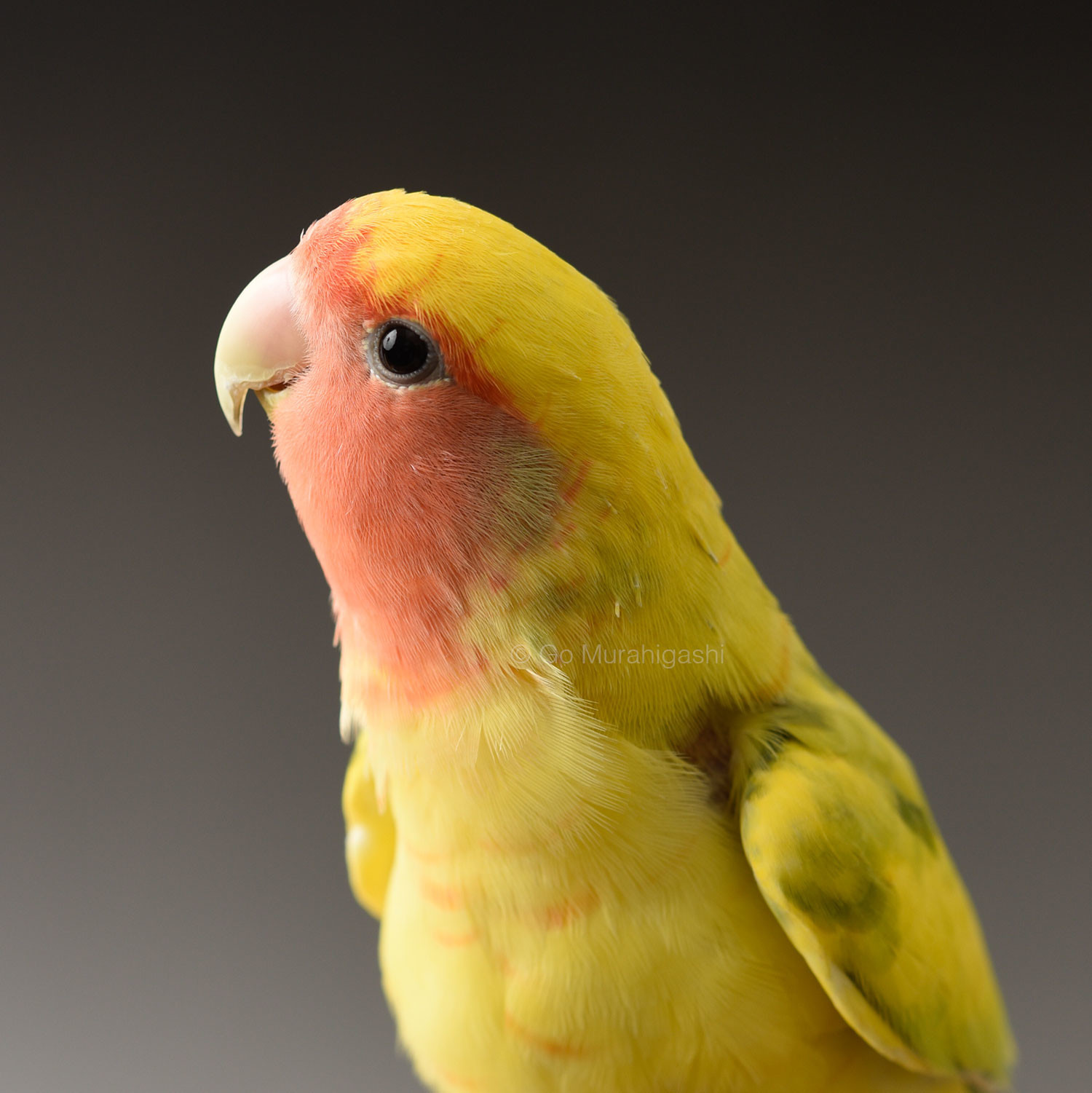 桃次郎ちゃん コザクラインコ おと写真館のお客様 おとちゃんノート