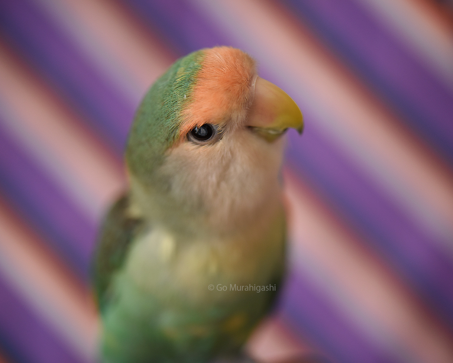 f:id:photosgo:20210620112743j:plain