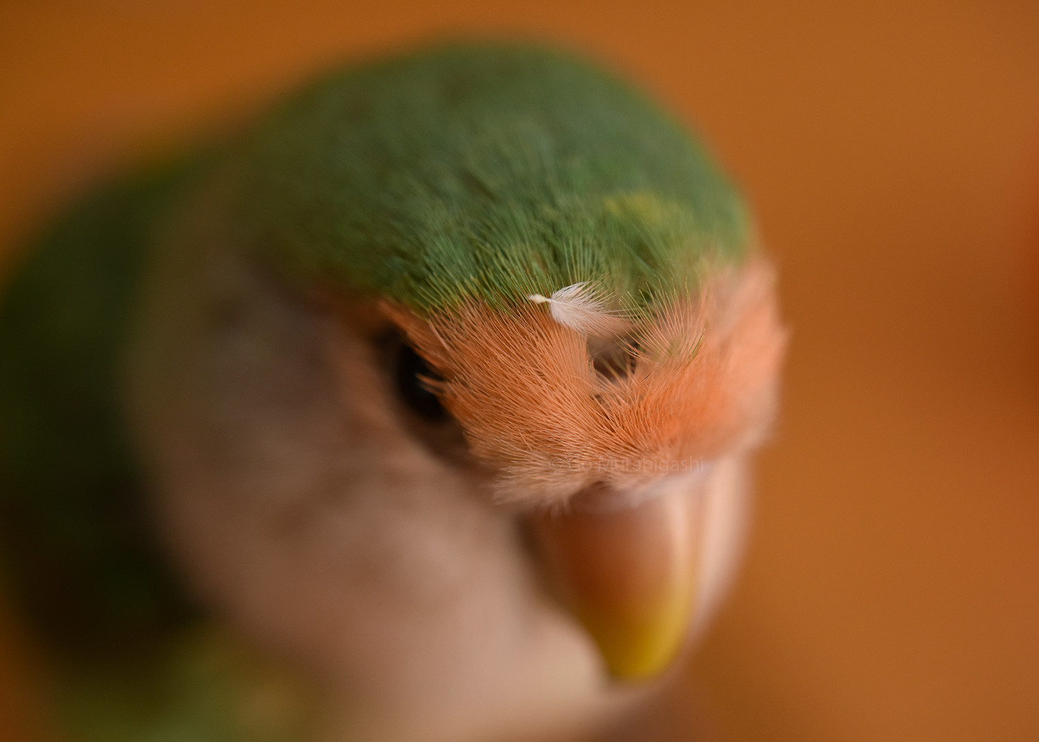 f:id:photosgo:20210914132253j:plain