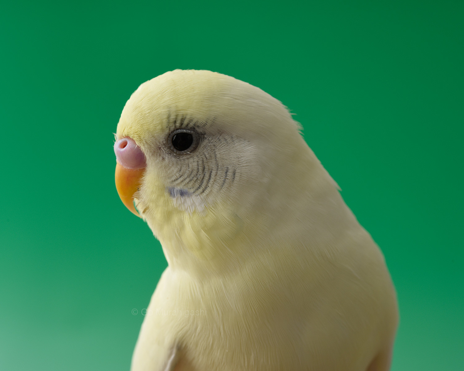 f:id:photosgo:20211018214352j:plain