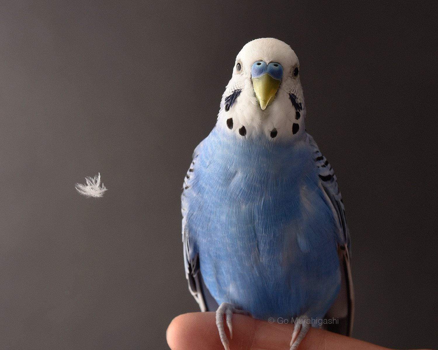 青セキセイインコ｜WooBia公式オンラインショップ – WooBia