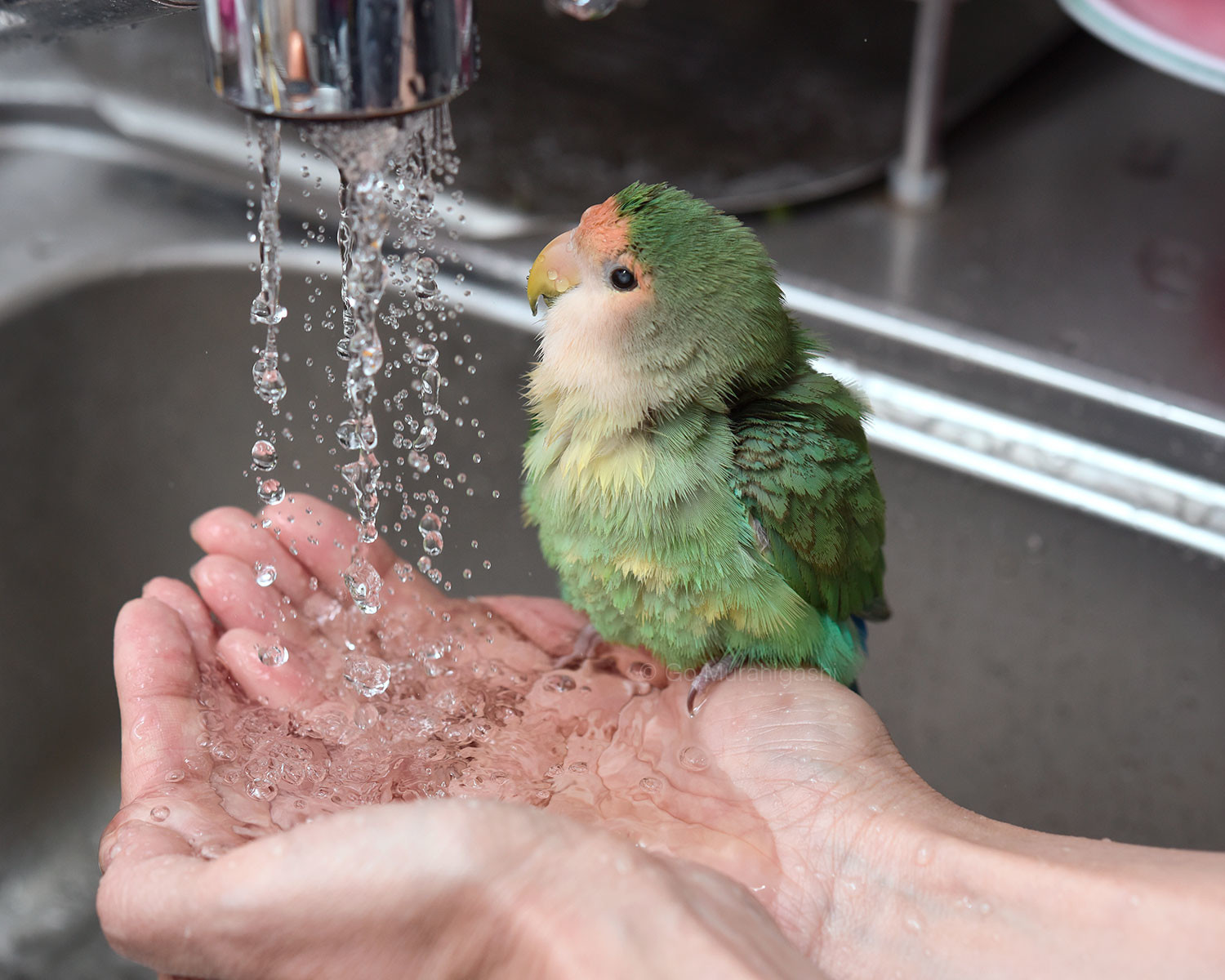 f:id:photosgo:20220119144709j:plain