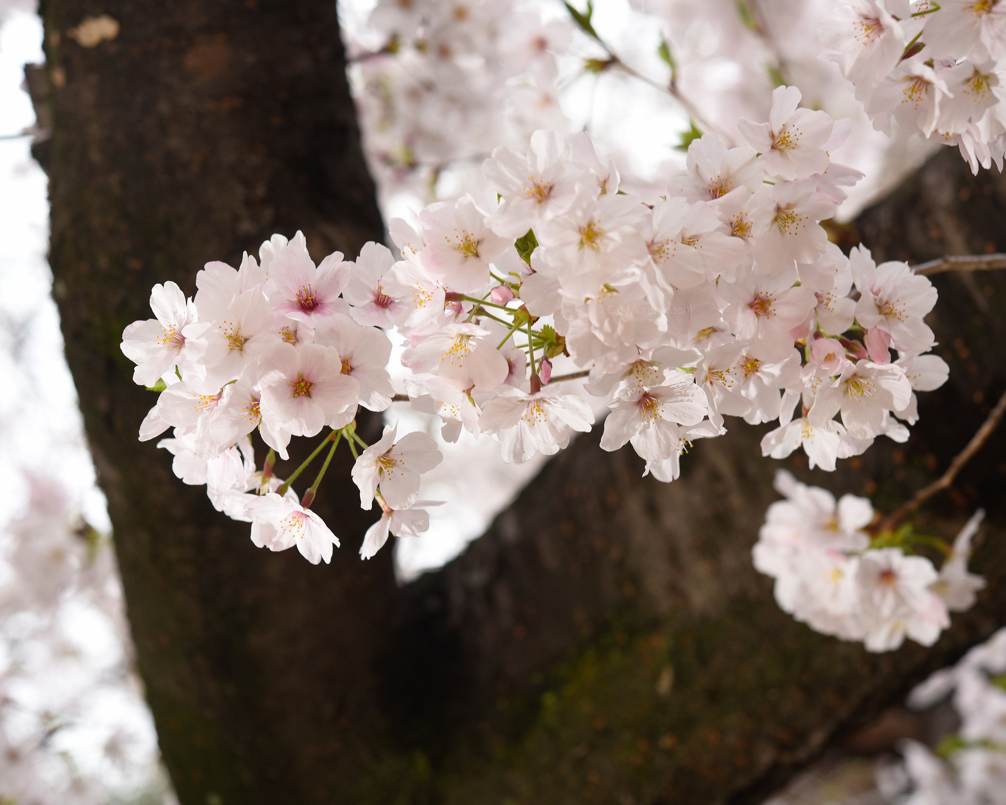 f:id:photosgo:20220401202951j:plain