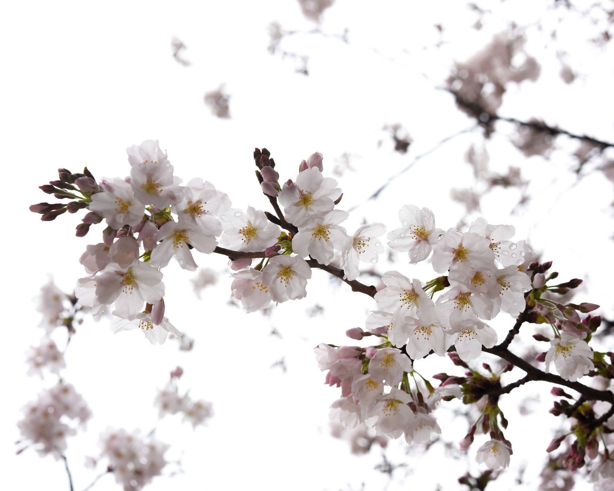 f:id:photosgo:20220401203025j:plain