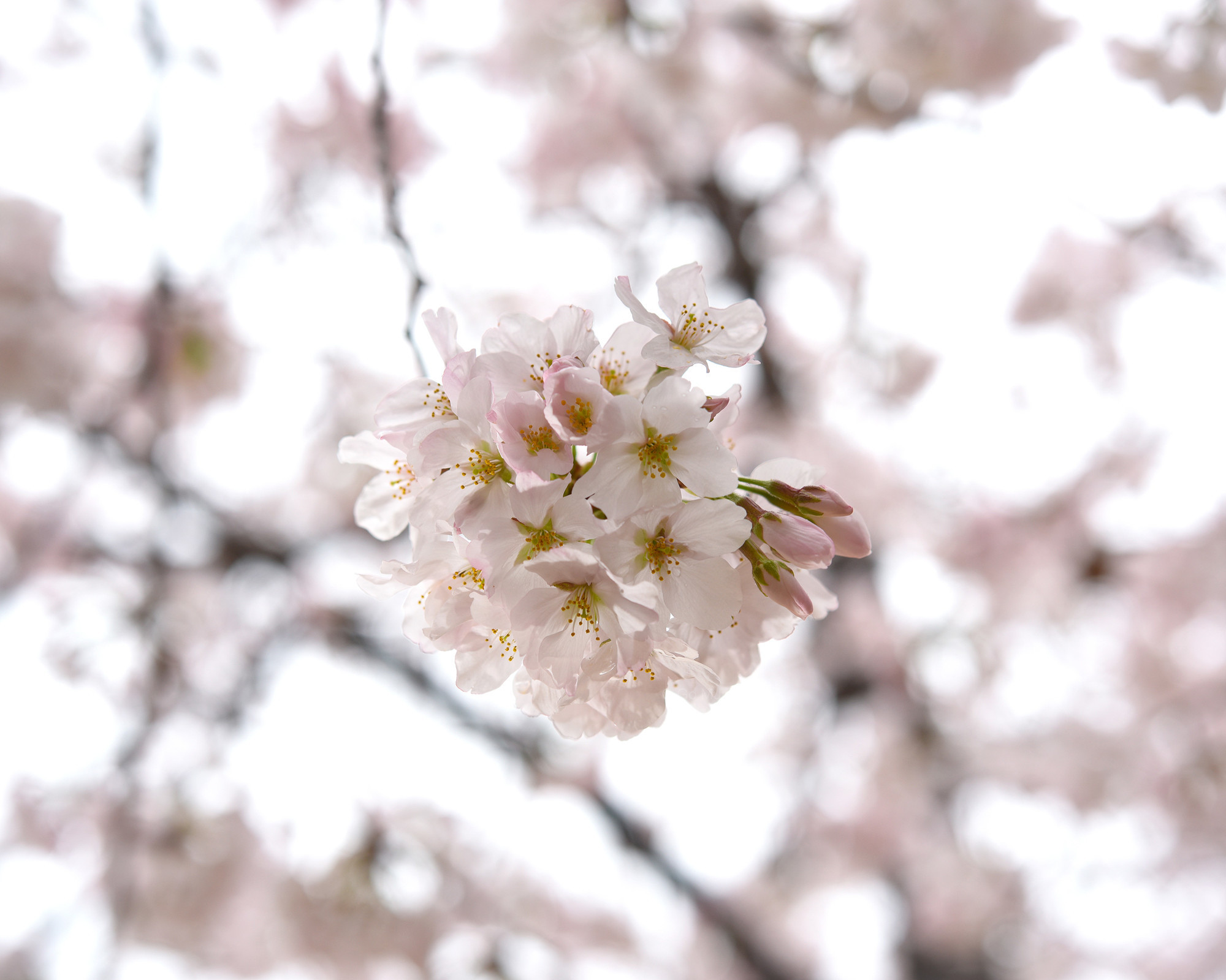 f:id:photosgo:20220401203039j:plain
