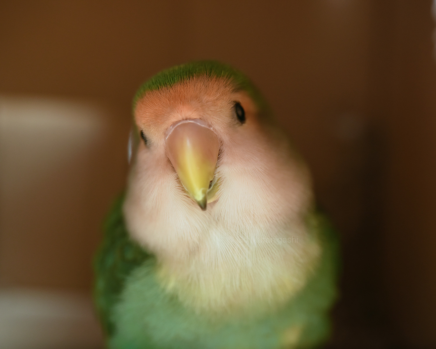 f:id:photosgo:20220401203105j:plain