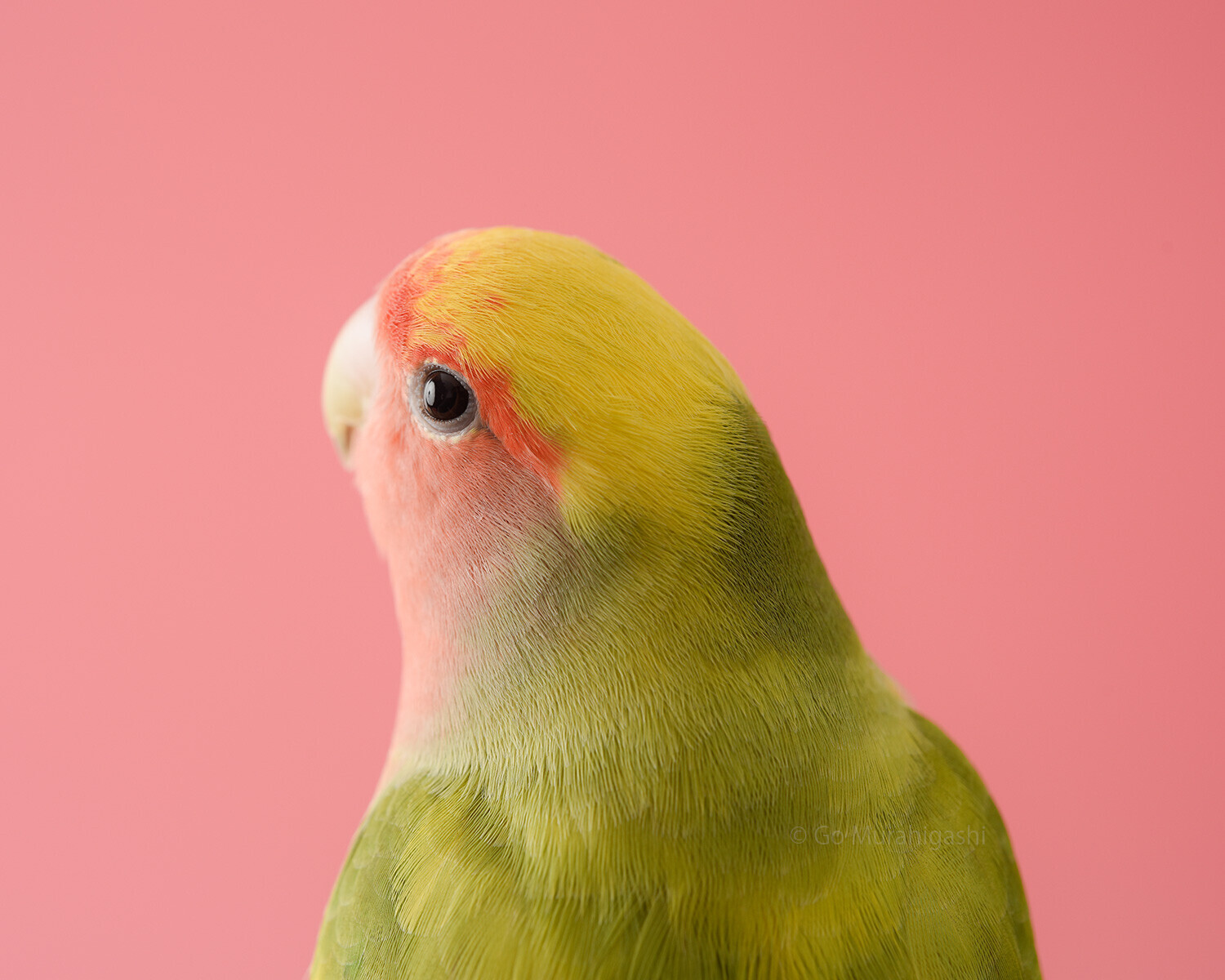 きみちゃん（コザクラインコ）8歳」おと写真館のお客様 - おとちゃん