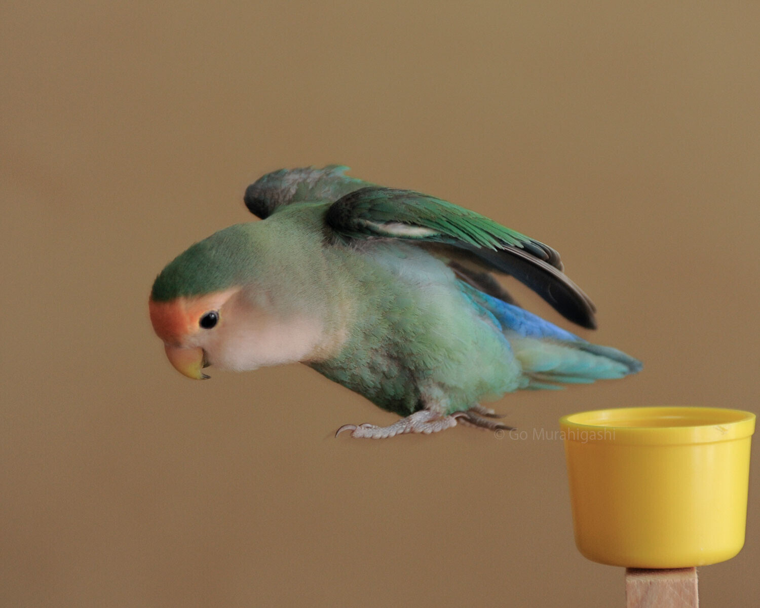 スピード勝負(2008)」蔵出し！インコのおとちゃん - おとちゃん