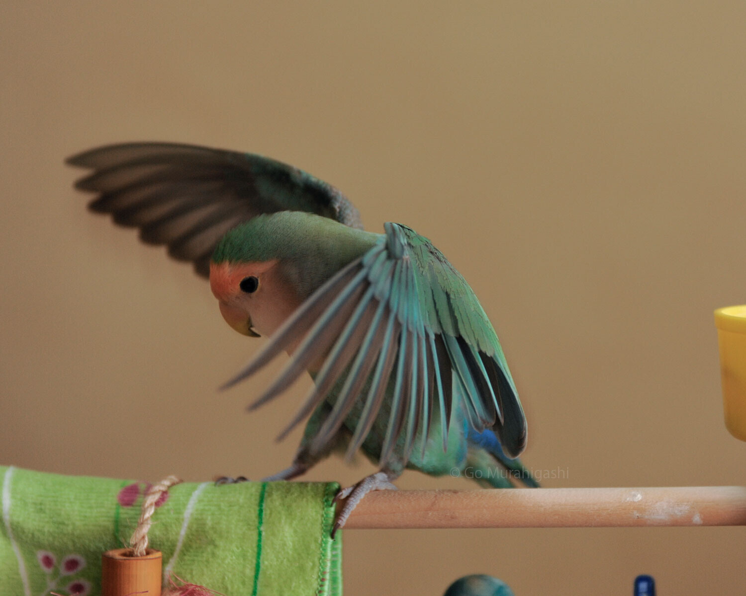 スピード勝負(2008)」蔵出し！インコのおとちゃん - おとちゃん