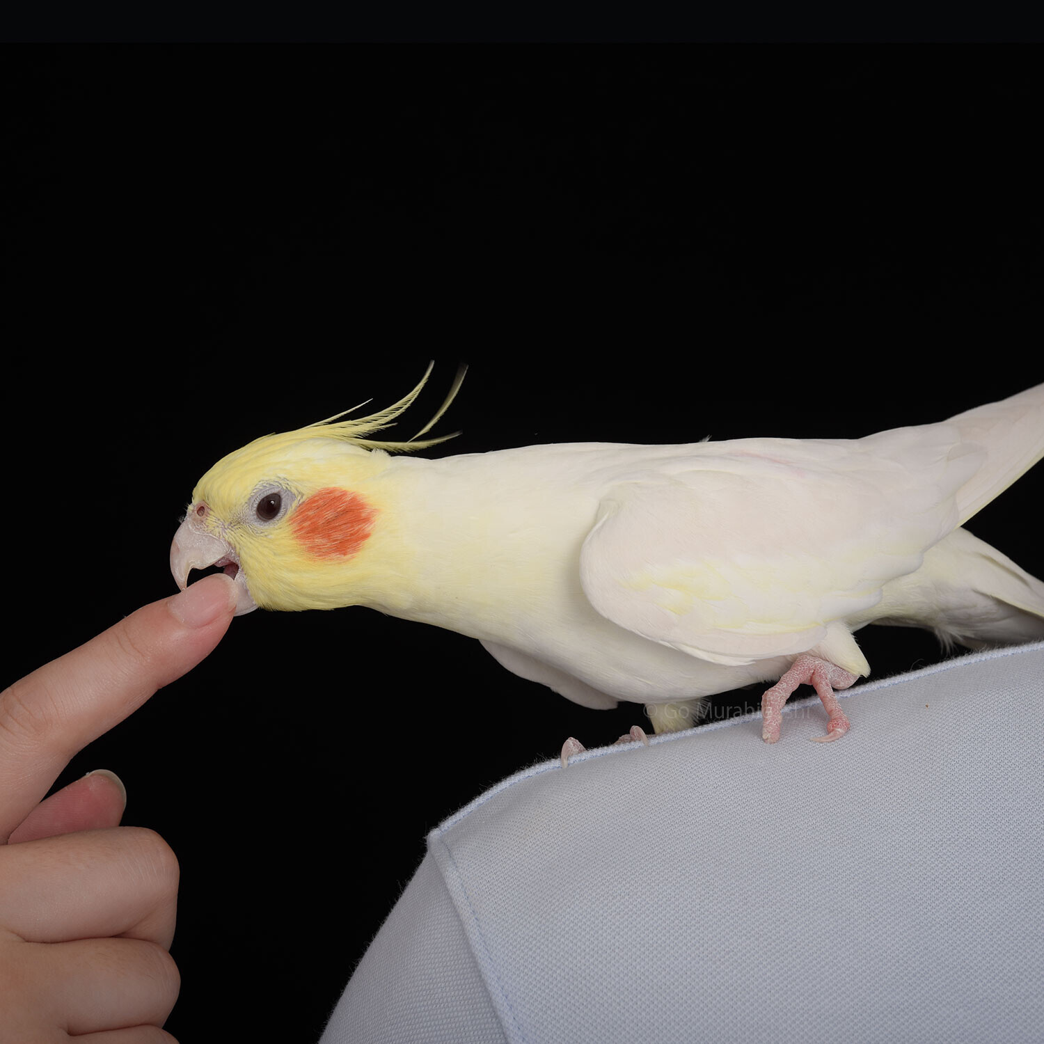 すももちゃん（オカメインコ♂）4歳」おと写真館のお客様 - おと