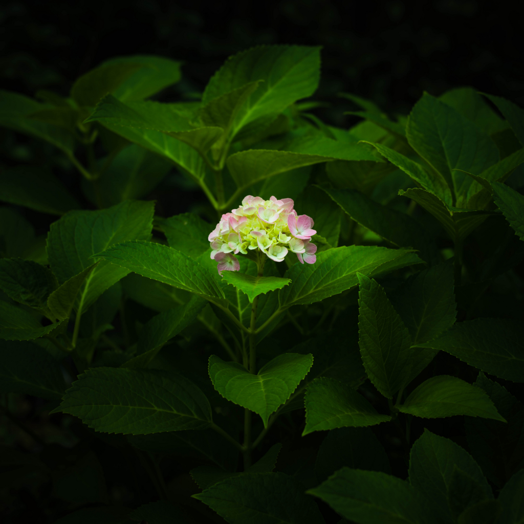 f:id:photter:20160625165444j:plain