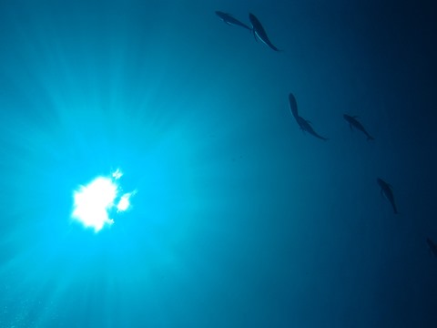 イメージ 5