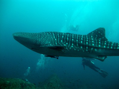 https://cdn-ak.f.st-hatena.com/images/fotolife/p/phuket_bluemarine/20190825/20190825161900.jpg