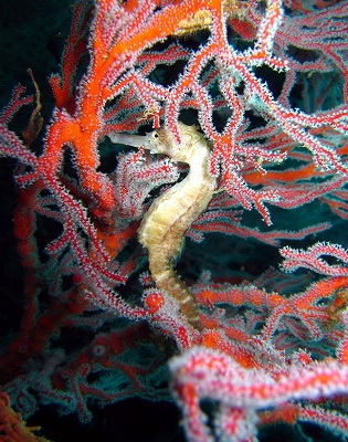 https://cdn-ak.f.st-hatena.com/images/fotolife/p/phuket_bluemarine/20190825/20190825165122.jpg