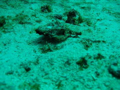 https://cdn-ak.f.st-hatena.com/images/fotolife/p/phuket_bluemarine/20190825/20190825165339.jpg